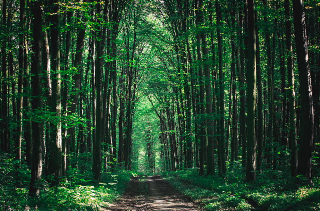 Cohérence biologique, David Jeruzalska, davidjeruzalska.fr, ITÉH, forêt